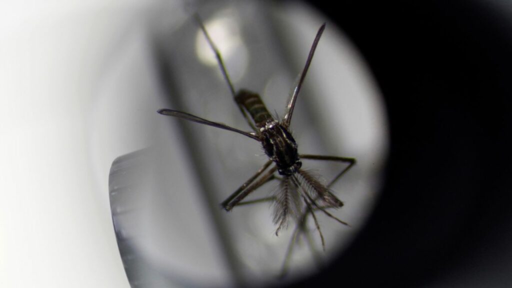 230627172450 01 mosquito borne diseases dengue malaria climate